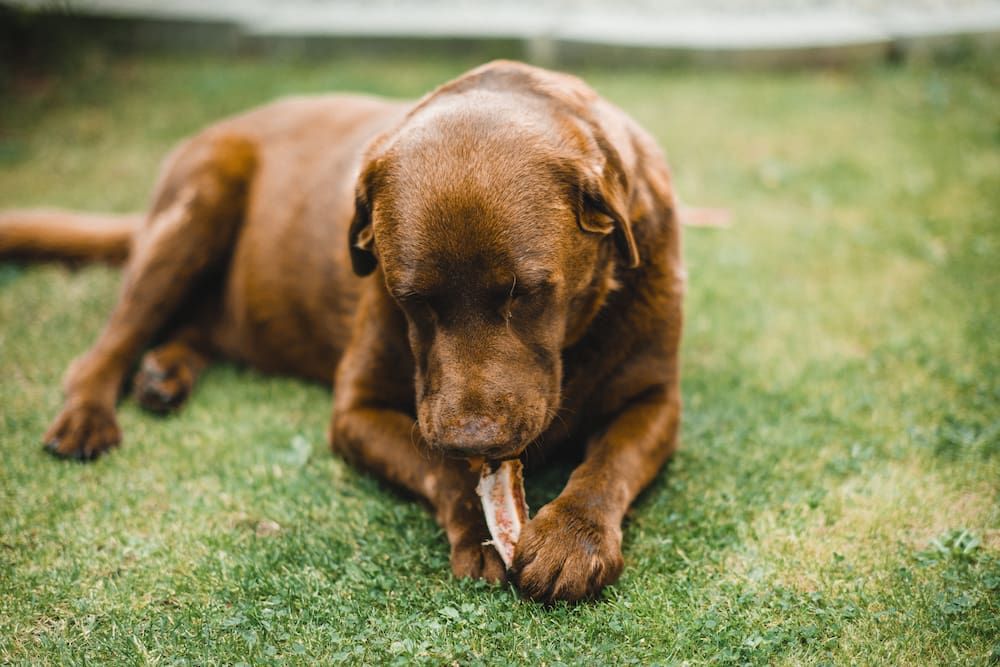 Can Dogs Eat Bones Can You Give Dogs Cooked Bones 