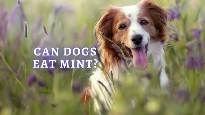 can dogs eat mints