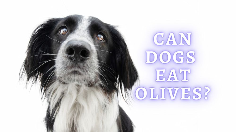 Can Dogs Eat Olives What Happens When Dogs Eat Olives?