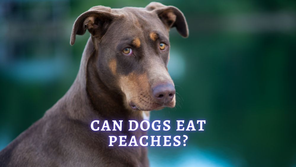 Can Dogs Have Peaches? ThePets