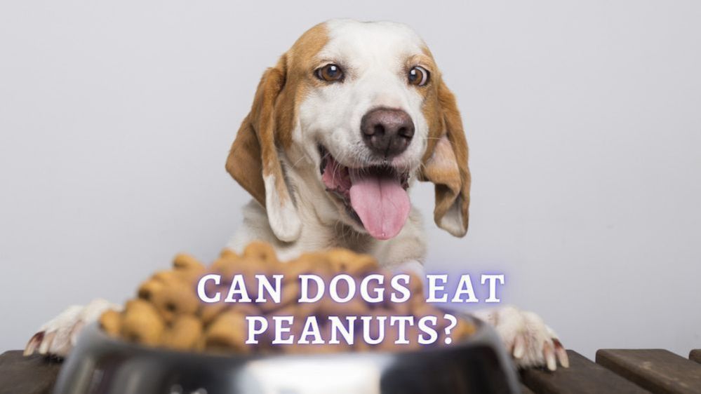 Can Dogs Eat Peanuts? Possible Side Effects of Dogs Eating Peanuts