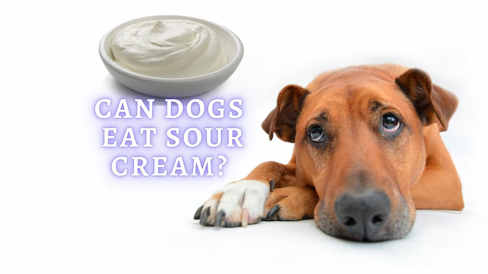 Can Dogs Eat Sour Cream - ThePets