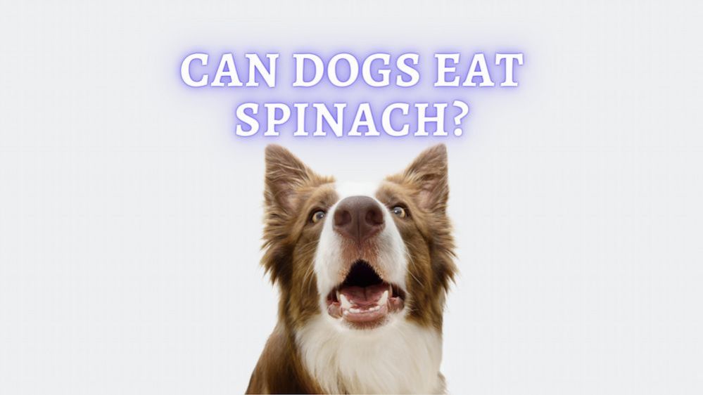 Can Dogs Eat Spinach? Is It Safe to Give My Dog Raw Spinach?
