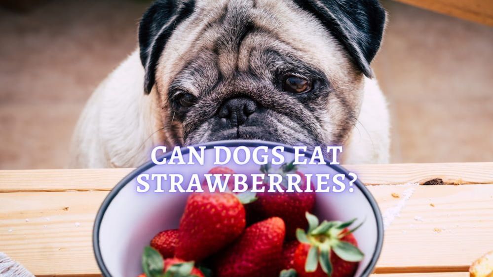 Can Dogs Eat Strawberries?