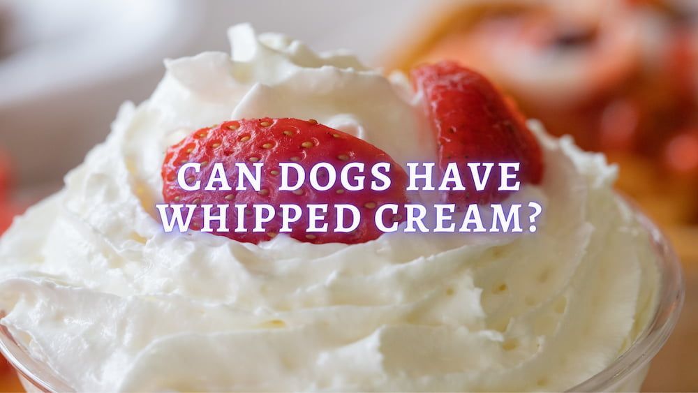 can dogs have whipped cream