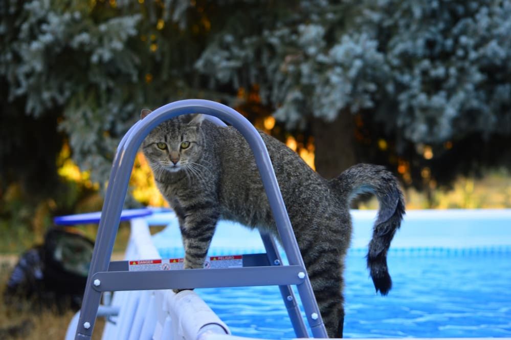 ⇒ Can Cats Swim How to Teach Your Cat to Swim?