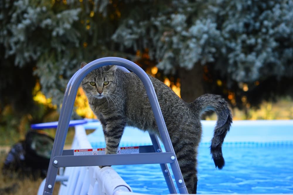 can domestic cat swim
