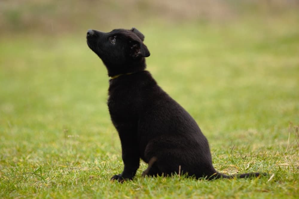 can i feed puppy with food for adult dogs