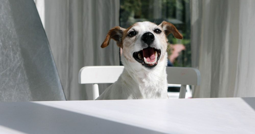 Can Dogs Eat Sour Cream: What Happens When Dogs Eat Sour Cream?