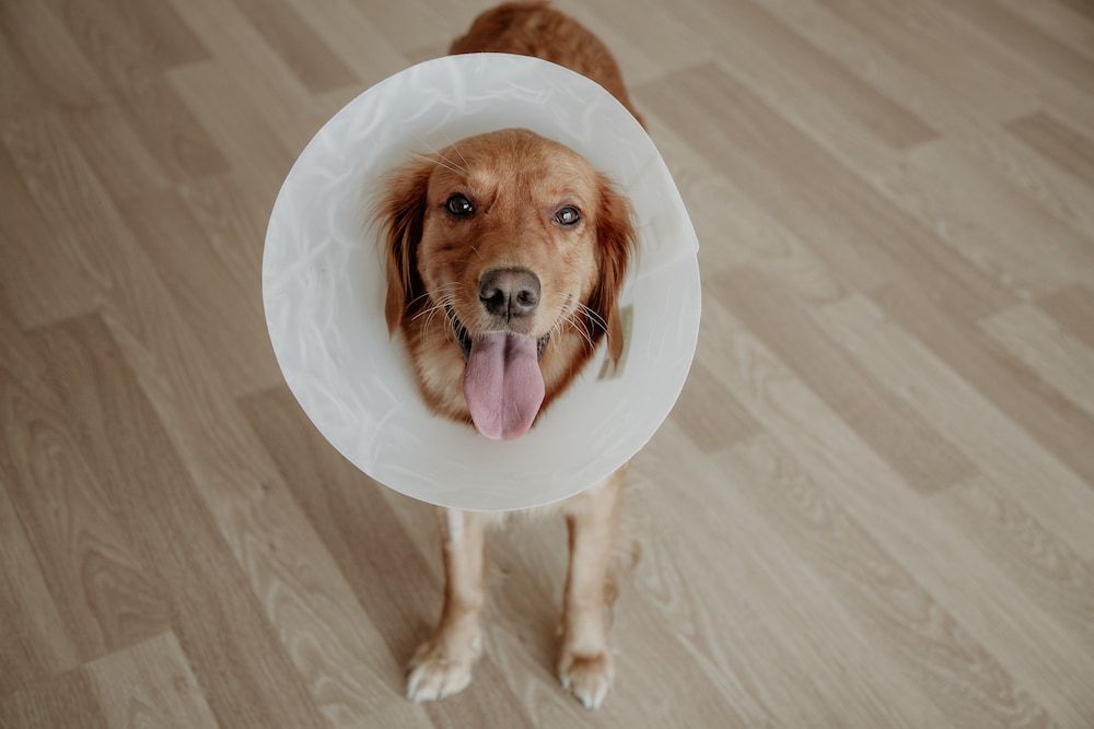 can i take dog cone off after 7 days