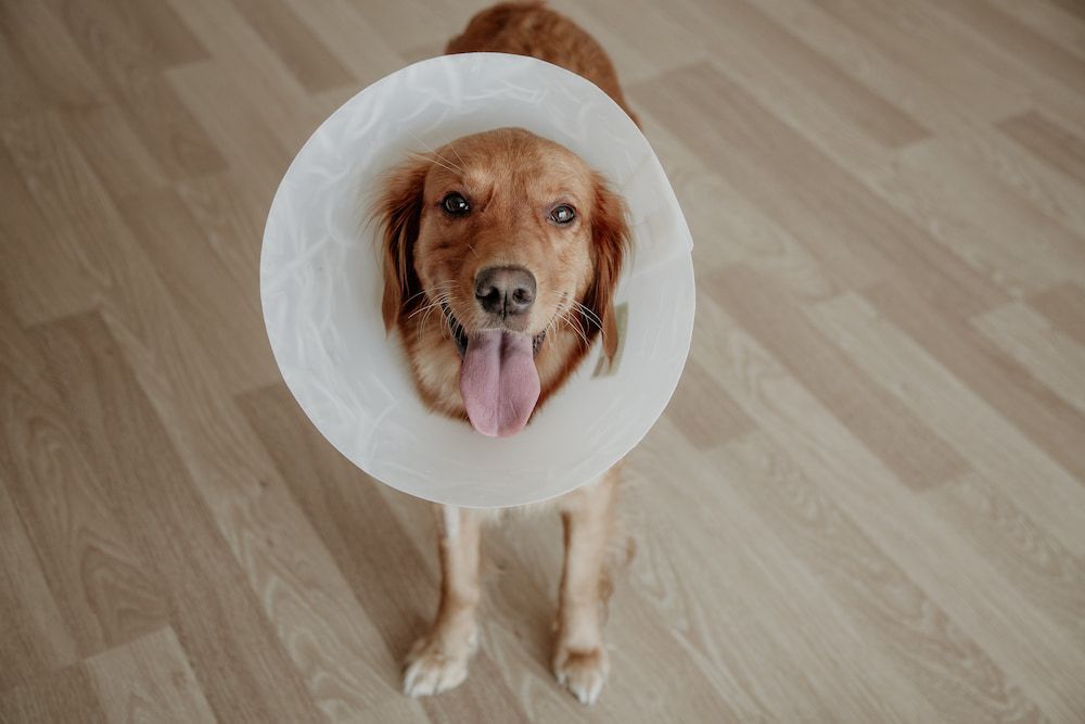 When to Take Cone Off a Dog After Being Neutered? 🐾 ThePets 🐾