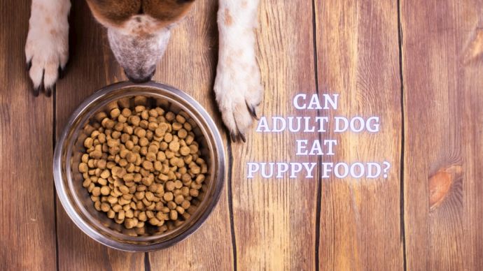 can my adult dog still eat puppy food