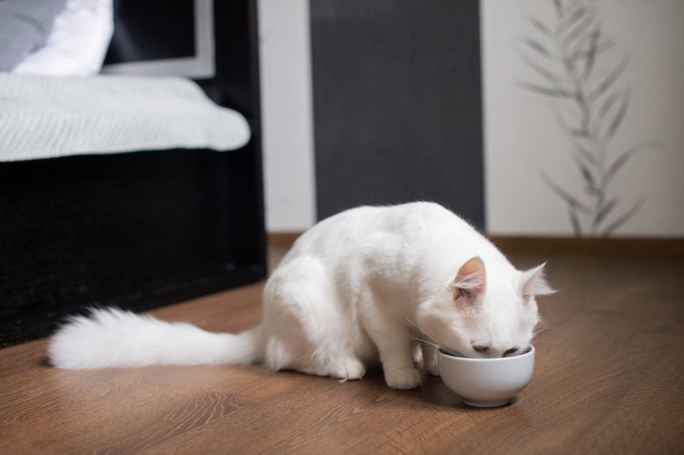 Can Cats Eat Dog Food? Can cats eat dog food temporarily?
