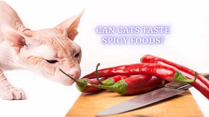 can my cat taste spicy food
