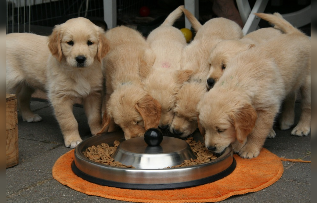 feeding puppy food to older dogs