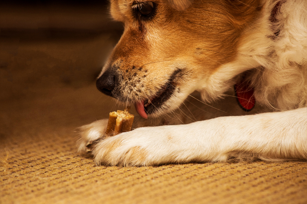 can older dogs eat puppy food