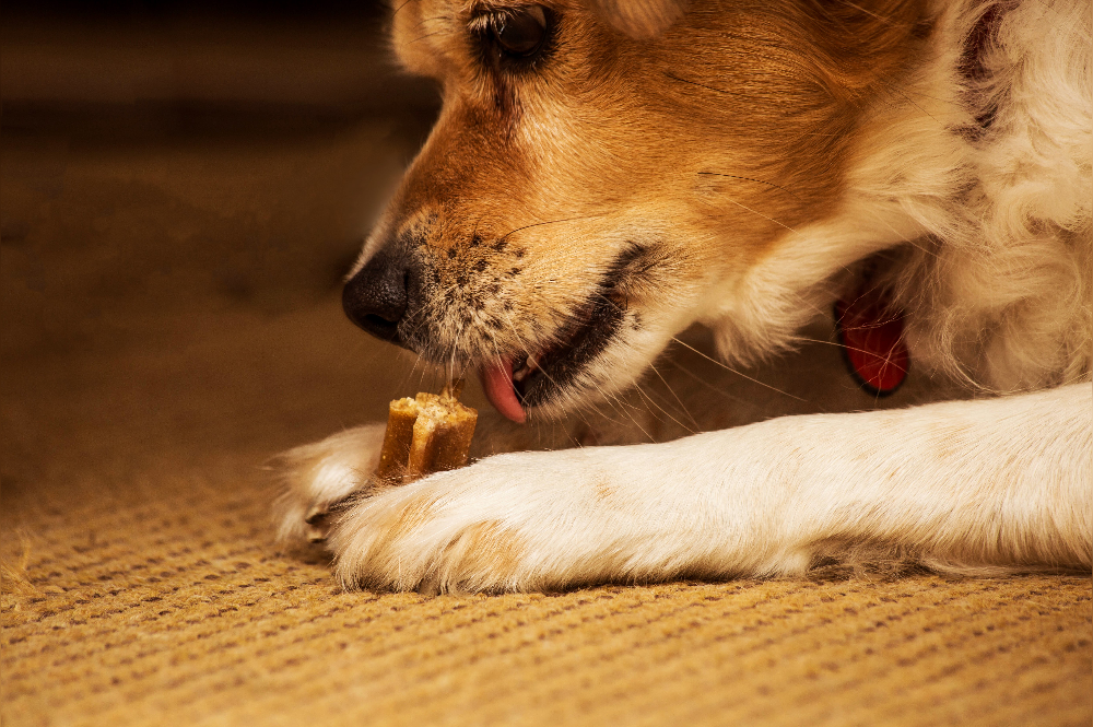 feeding puppy food to older dogs