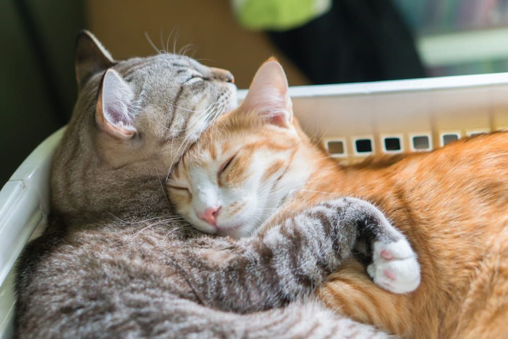 Can Cats Share a Litter Box? Can Two Cats Use The Same Box?