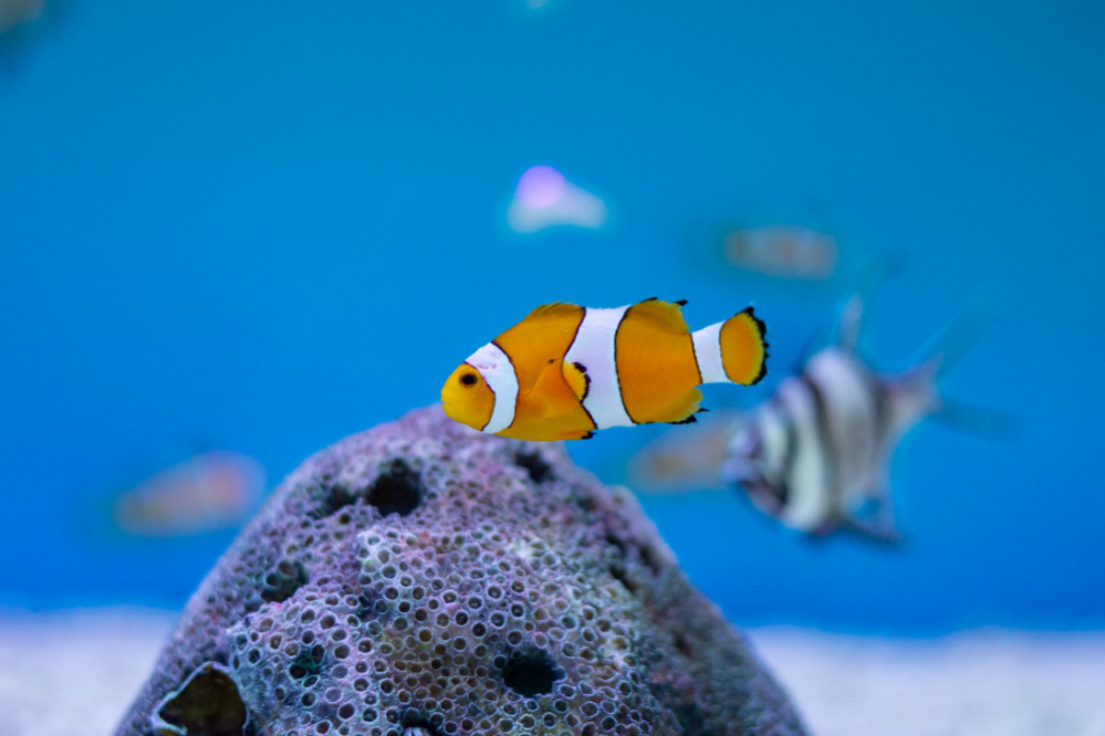 ᐉ Aquarium Water Changing How to Change Water in Fish Tank?