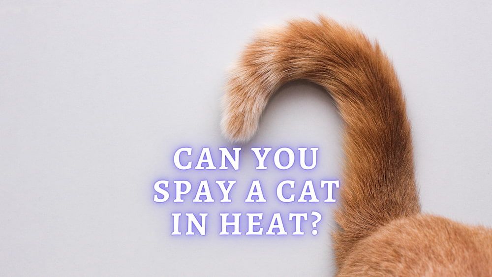 can you spay cat in heat