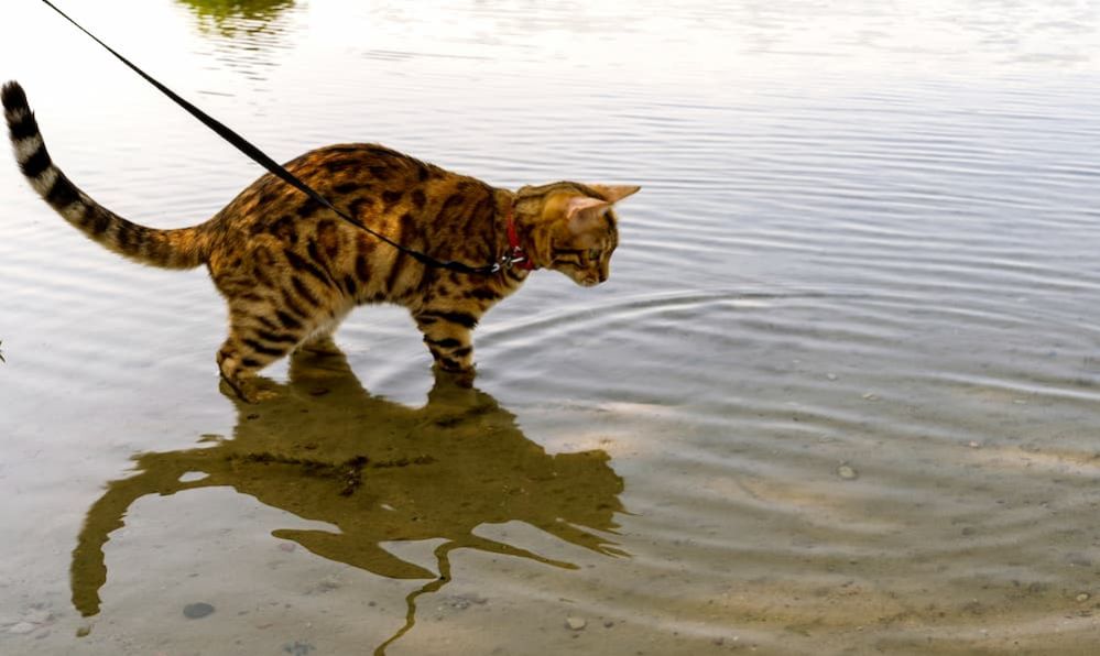 ⇒ Can Cats Swim How to Teach Your Cat to Swim?