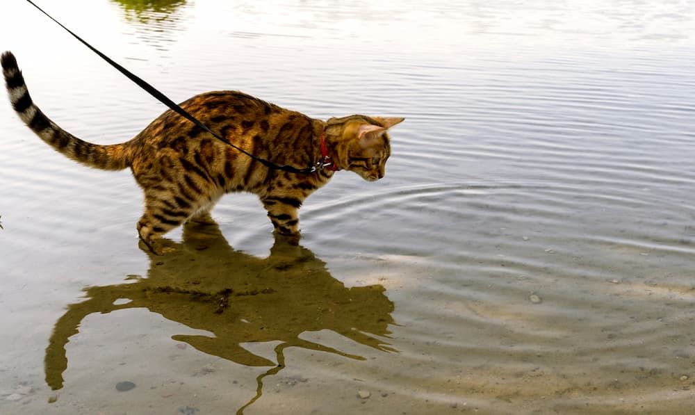 can you teach your cat to swim