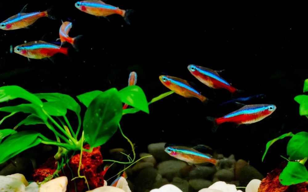 cardinal-tetra-for-bes-freshwater-aquarium-combination