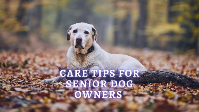 care tips for senior dog owners