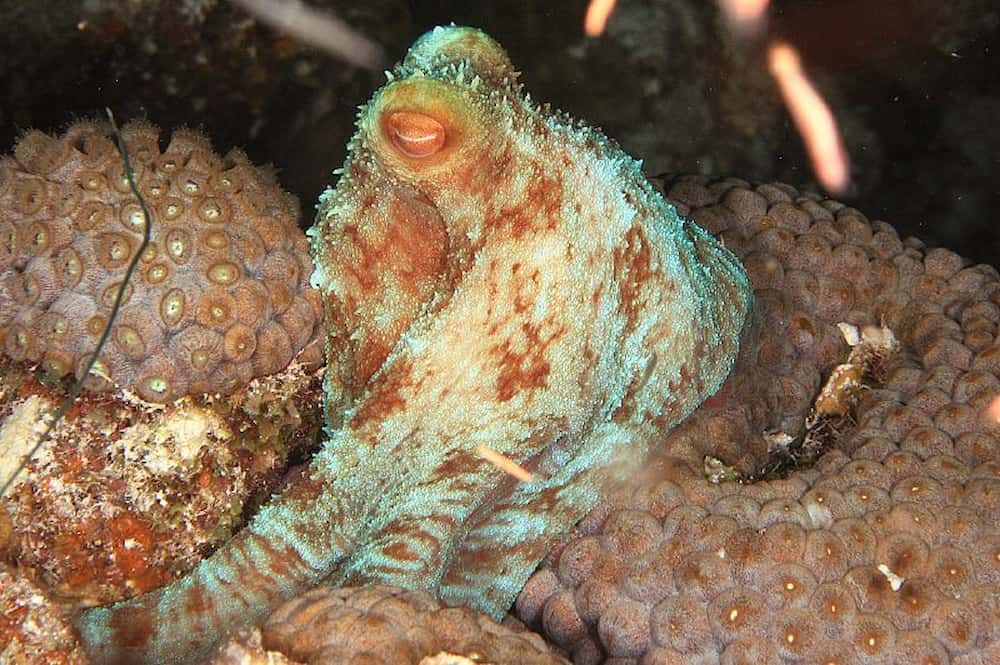 caribbean reef octopus