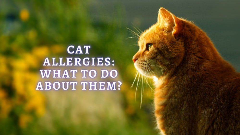 How To Tell If Your Cat Has Allergies Or A Cold at Gabriel Mayorga blog