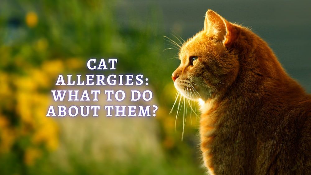 cat allergies and what to do about them