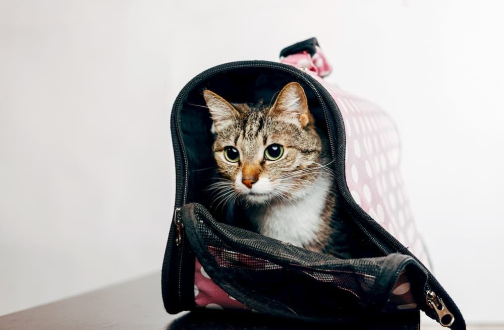 cat with backpack on