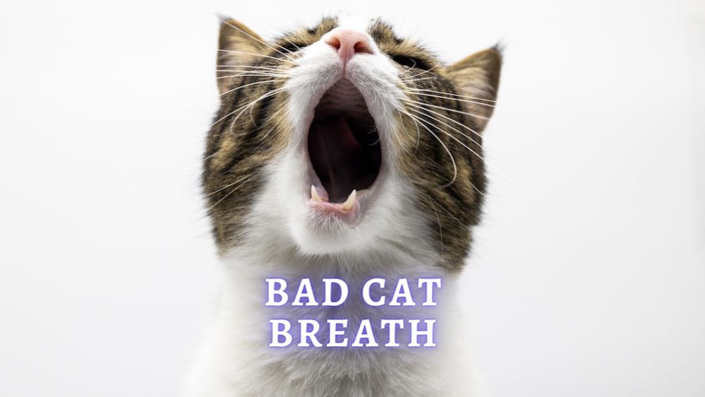 Cat Bad Breath How To Get Rid of Cat Bad Breath?