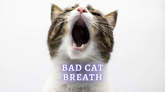 cat bad breath