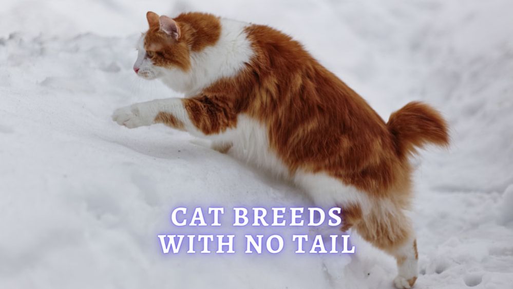 Cats With No Tail 8 Cat Breeds With Naturally Short or No Tail