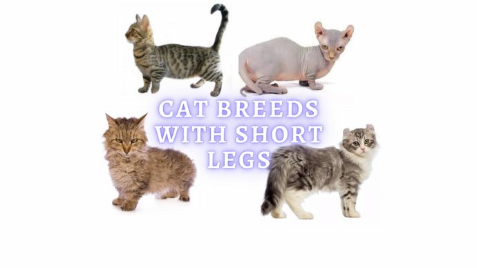 cat breeds with short legs