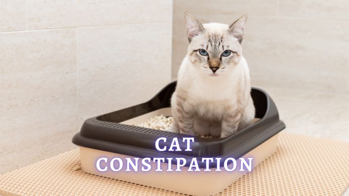 Cat Constipation: Symptoms, Causes, Treatment and Home Remedies