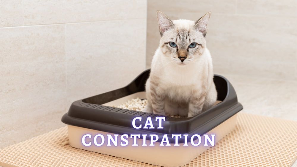 Constipation in Cats Signs, Home Remedies and Prevention