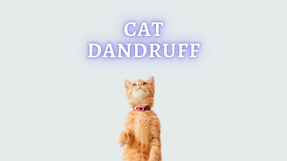 What Causes Cat's Dandruff and How to Treat it?