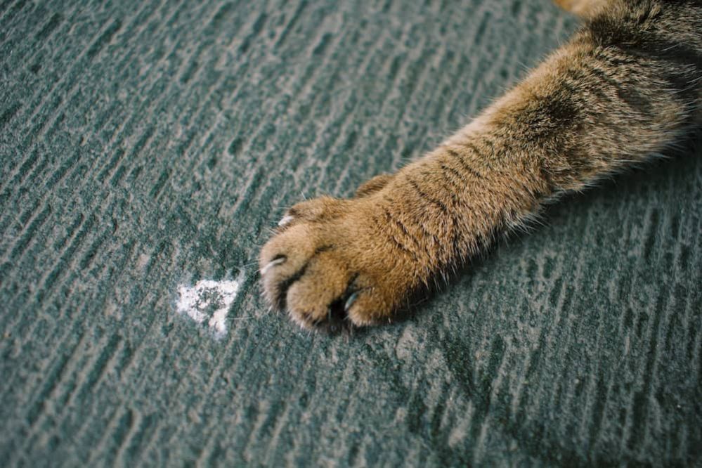Declawing Cats Is It Cruel To Declaw a Cat?