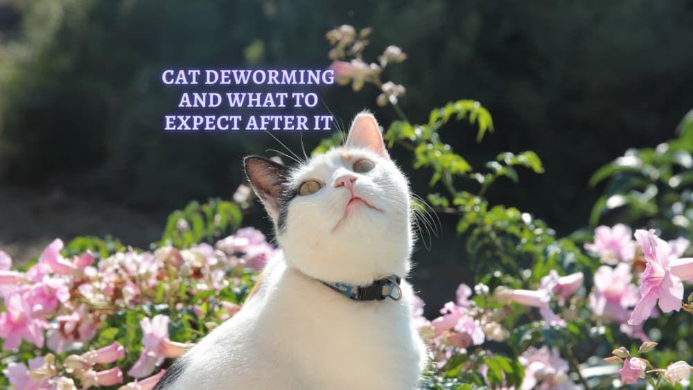 cat deworming and what to expect after deworming a cat