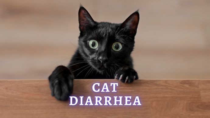 cat diarrhea