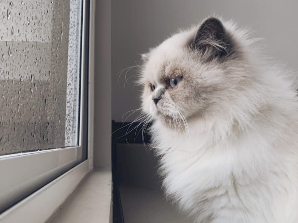 ᐉ Cat doesn't Cover Poop Reasons Why Cat won't Cover Poop