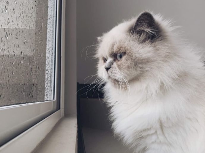 ᐉ Cat doesn't Cover Poop Reasons Why Cat won't Cover Poop