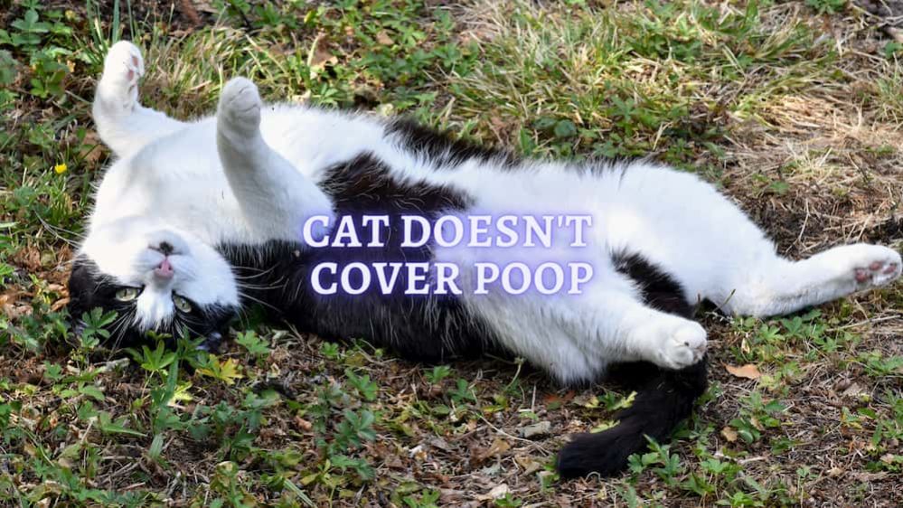 ᐉ Cat doesn't Cover Poop Reasons Why Cat won't Cover Poop