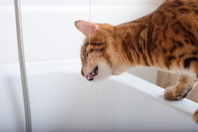 Cat Drinking A Lot Of Water Why Is My Cat Drinking More Water Than Usual cat-drinking-a-lot-of-water-why-is-my-cat-drinking-more-water-than-usual