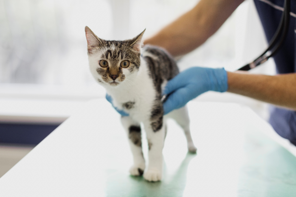 ≡ Cat Fleas and Ticks How to get rid of Fleas on Cat (Vet Advice)
