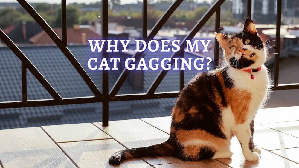 Cat Gagging: Why Does My Cat Keep Gagging But Not Throwing Up? (Vet Advice)