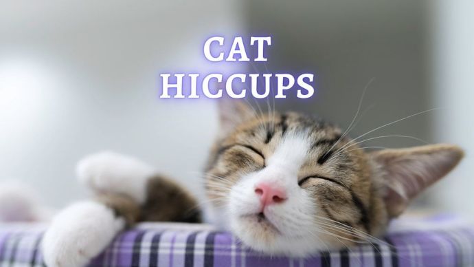 cat hiccups