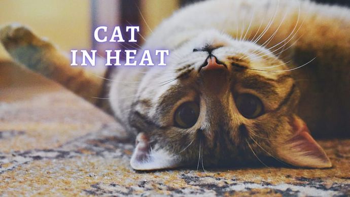 cat in heat